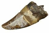 Serrated, Fossil Tyrannosaurus (T-Rex) Premax Tooth - Wyoming #294951-1